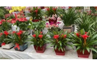 宝鸡市碧天园林工程·绿植租摆，花卉租赁，绿植销售，园林绿化